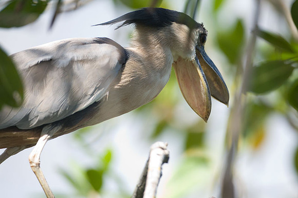 Boat-billed Heron (Cochlearius cochlearius)