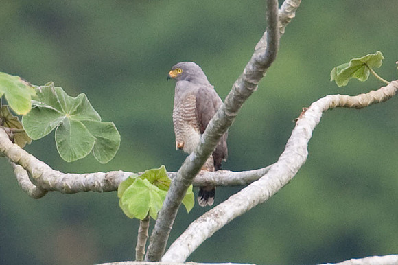 Roadside Hawk (Buteo magnirostris)
