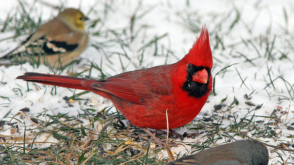 Northern Cardinal (Cardinalis cardinalis) male