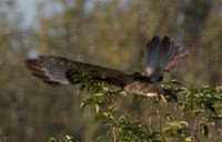 Common Buzzard (Buteo buteo)