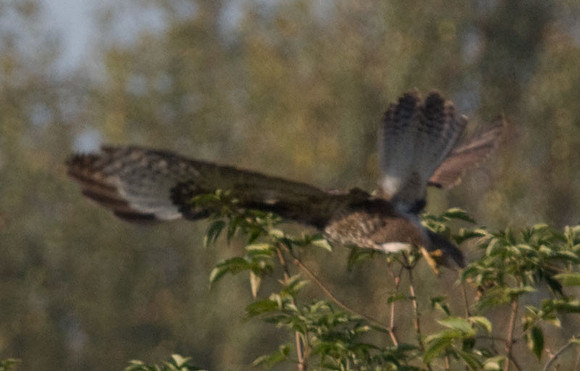 Common Buzzard (Buteo buteo)