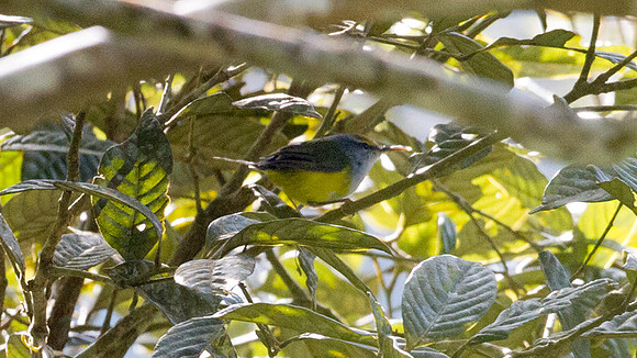 Mountain Tailorbird (Orthotomus cuculatus)