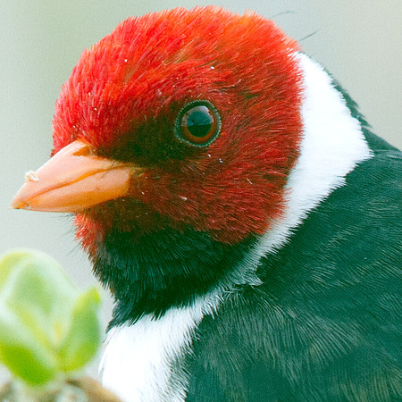 Yellow-billed Cardinal (Paroaria capitata)