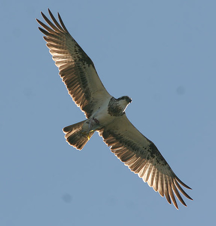 Osprey (Pandion haliaetus)