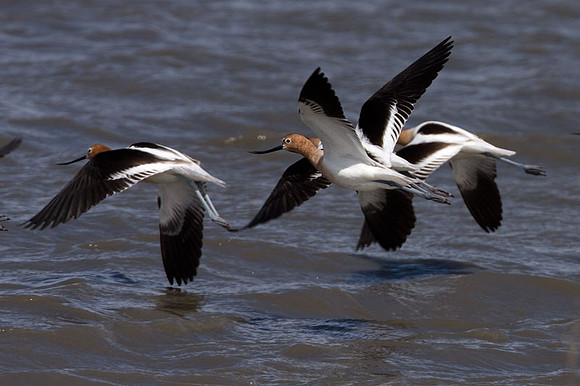 American Avocet (Recurvirostra americana)