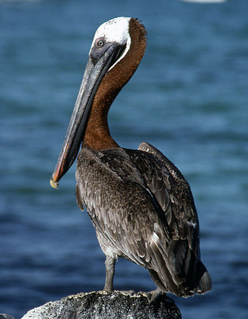 Galapagos Brown Pelican (Pelecanus occidentalis urinator)