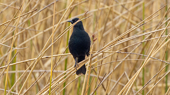 Yellow-winged Blackbird (Agelaius thilius)