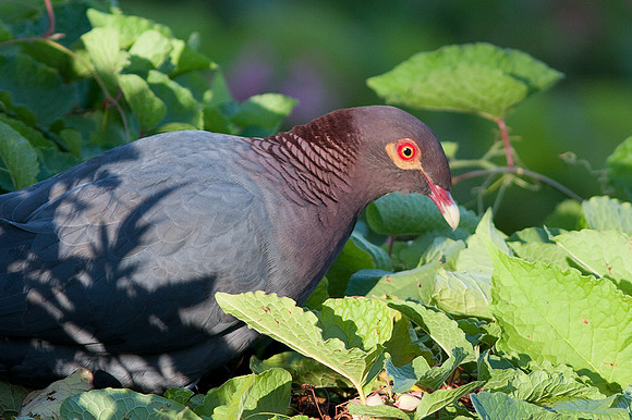 Scaly-naped Pigeon (Patagioenas squamosa)