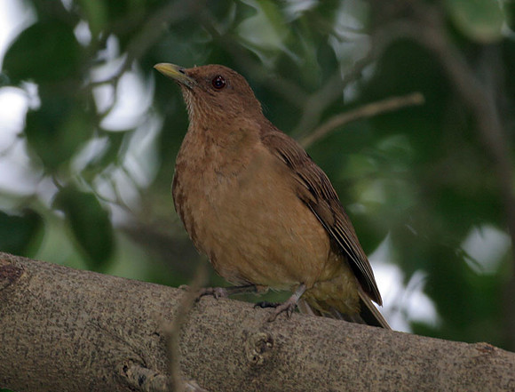 Clay-colored Thrush (Turdus grayi)