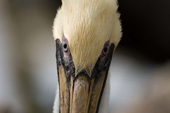 Brown Pelican (Pelecanus occidentalis)