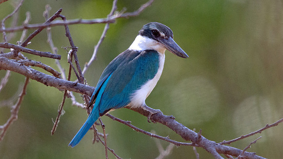 Collared kingfisher (Todiramphus chloris)