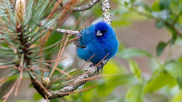 Indigo Bunting (Passerina cyanea)