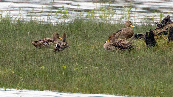 Yellow-billed Pintail (Anas georgica)