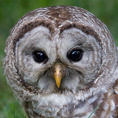 Barred Owl (Strix varia)