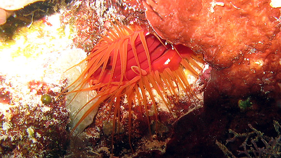 Flame Scallop (Lima scabra) also known as Rough Fileclam