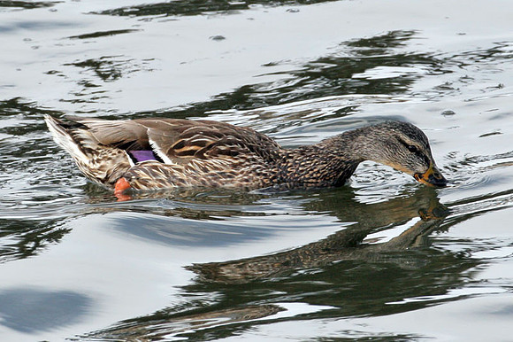Mallard (Anas platyrhynchos) female