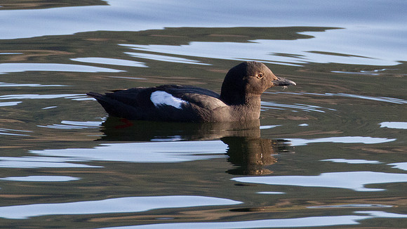 Pigeon Guillemot (Cepphus columba)