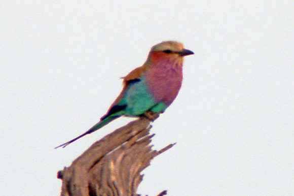 Lilac-breasted Roller (Coracias caudatus)