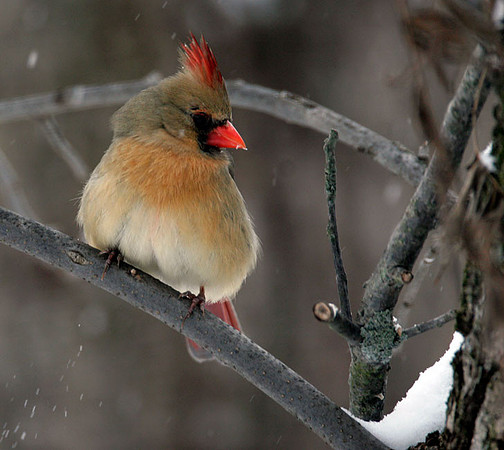 Northern Cardinal (Cardinalis cardinalis) female; also known as Common Cardinal