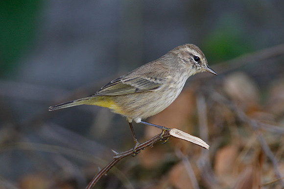 Palm Warbler (Dendroica palmarum)
