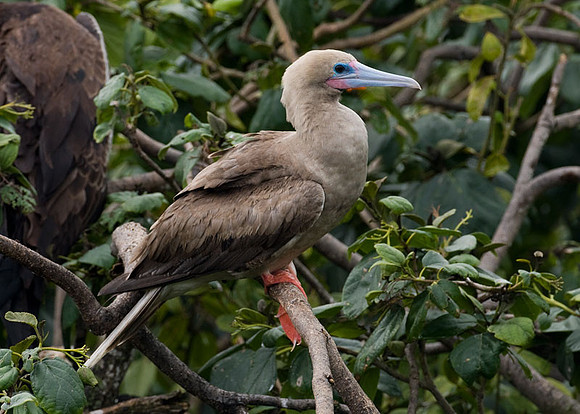 Red-footed Booby (Sula sula) brown morph