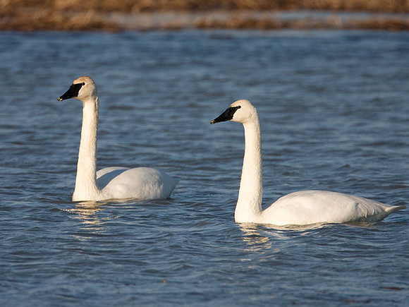 Trumpeter Swan (Cygnus buccinator)