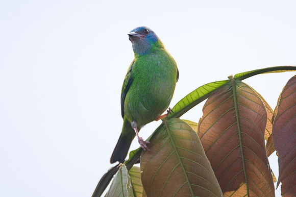Blue Dacnis (Dacnis cayana) female; also known as Turquoise Honeycreeper