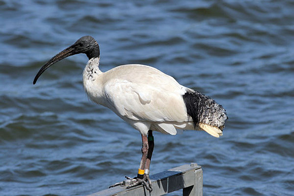Australian White Ibis (Threskiornis molucca)