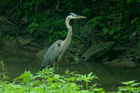 Great Blue Heron (Ardea herodias)