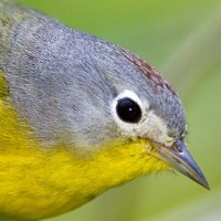 Nashville Warbler (Vermivora ruficapilla)