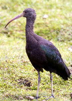Puna Ibis (Plegadis ridgwayi)