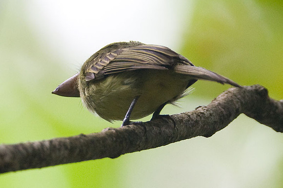 Olivaceous Flatbill (Rhynchocyclus olivaceus)