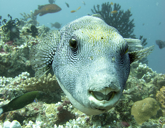 Blue-spotted Puffer (Arothron caeruleopunctatus)