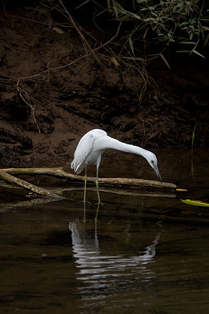 Little Blue Heron (Egretta caerulea) immature