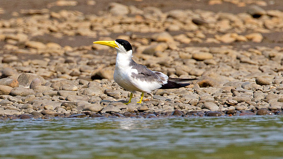 Large-billed Tern (Phaetusa simplex)