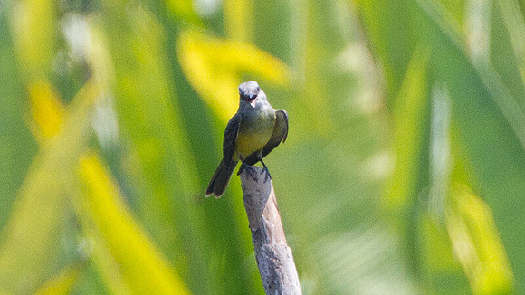 Tropical Kingbird (Tyrannus melancholicus)