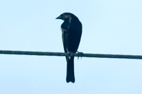 Shiny Cowbird (Molothrus bonariensis)