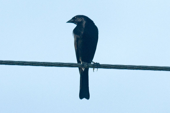 Shiny Cowbird (Molothrus bonariensis)