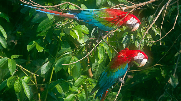 Red-and-green Macaw (Ara chloropterus)