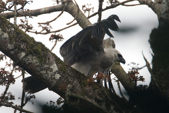 Harpy Eagle (Harpia harpyja) juvenile