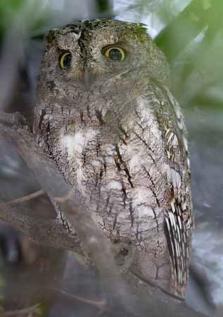 African Scops Owl (Otus senegalensis)