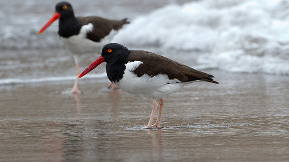 American Oystercatcher (Haematopus palliatus)