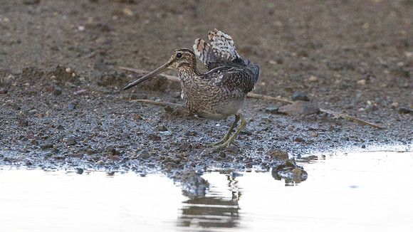 Wilson's Snipe (Gallinago delicata)