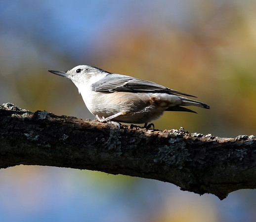 White-breated-Nuthatch4