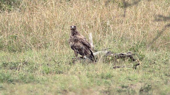 Tawny Eagle (Aquila rapax)