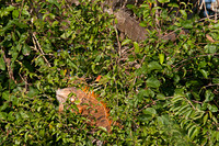 Green Iguana (Iguana iguana) also known as Common Iguana