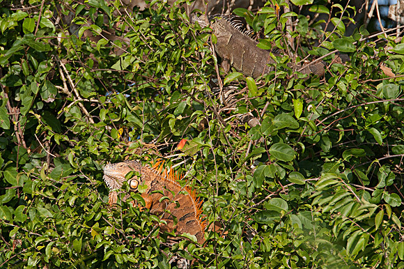 Green Iguana (Iguana iguana) also known as Common Iguana