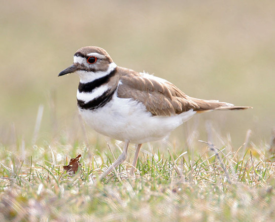 Killdeer (Charadrius vociferus)