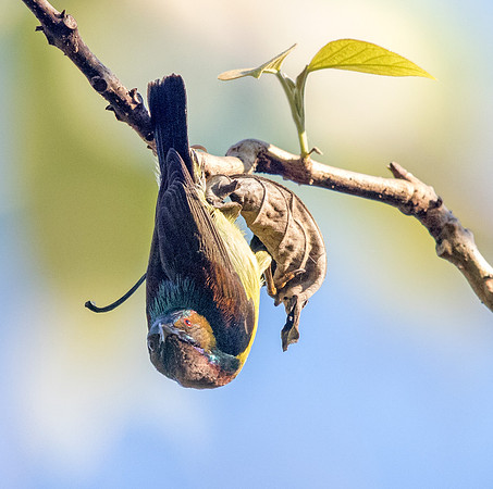 Brown-throated sunbird (Anthreptes malacensis) Male