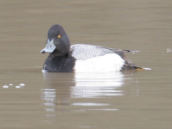 Lesser Scaup (Aythya affinis) male